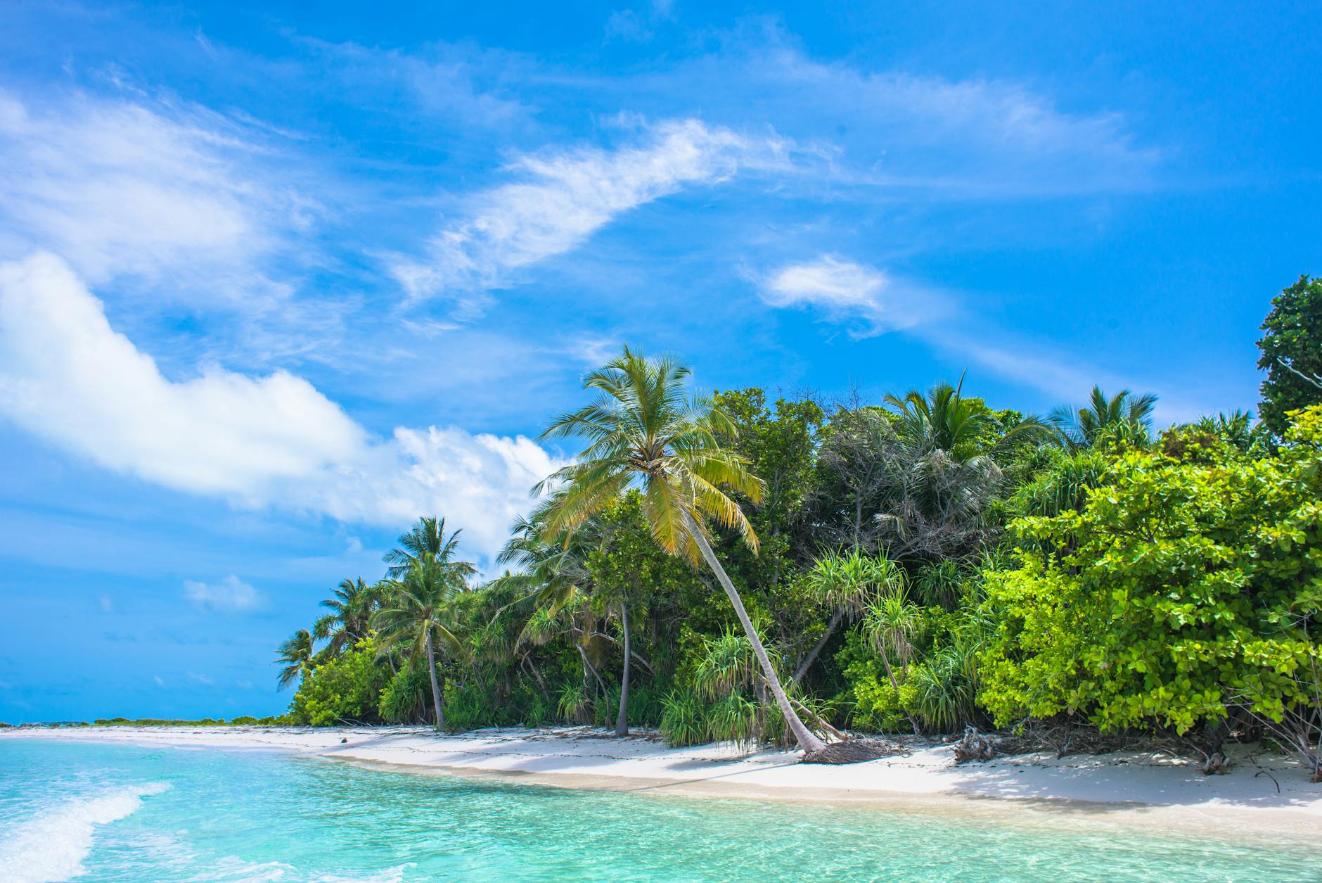 palm tree near body of water