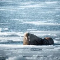 walruses among the drifting ice floes